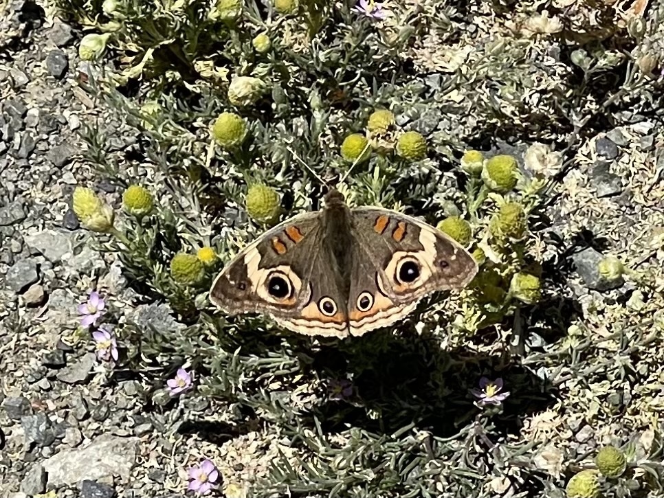 Common Buckeye