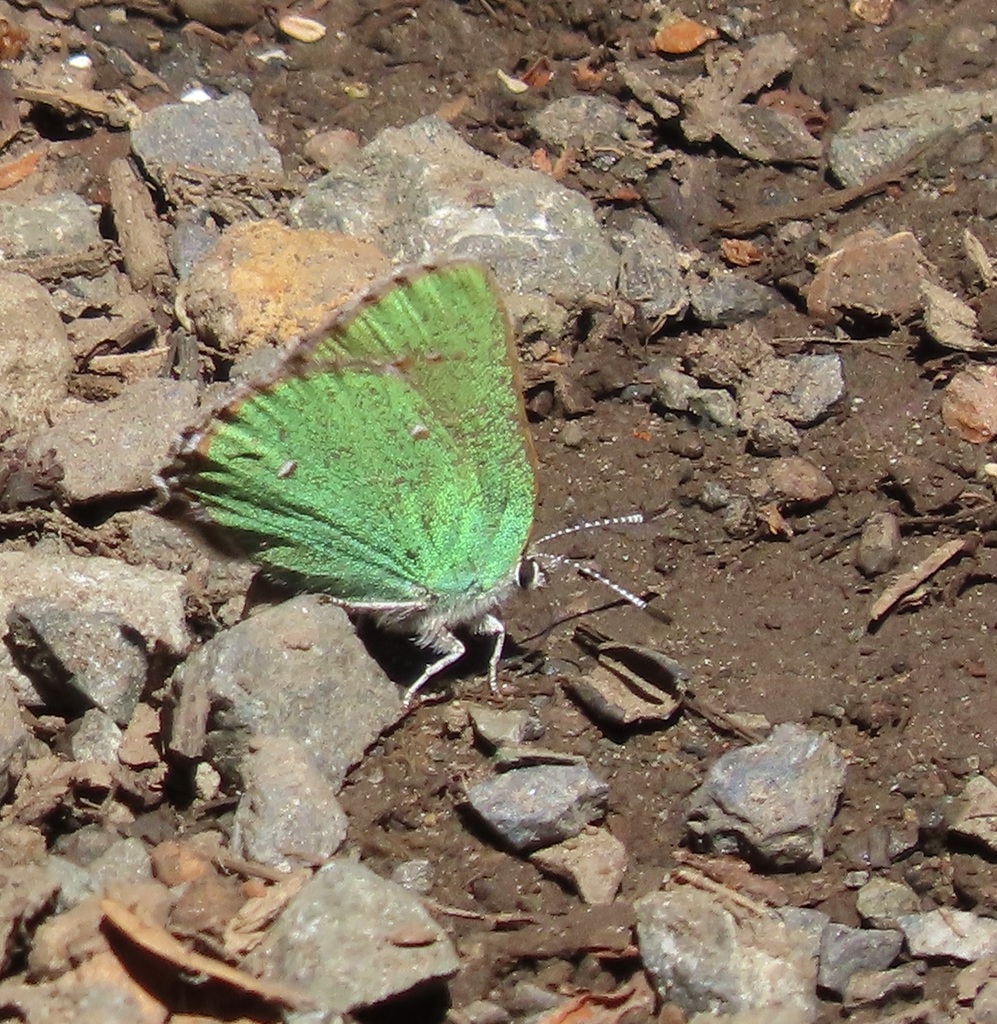 Lotus Hairstreak