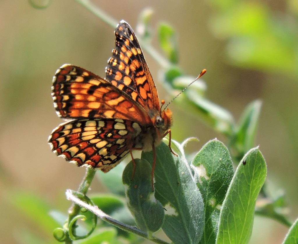 Northern Checkerspot