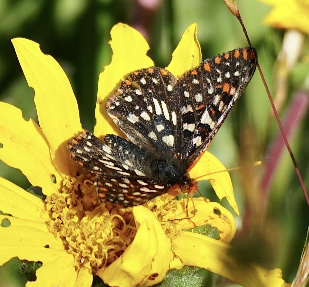 Variable Checkerspot