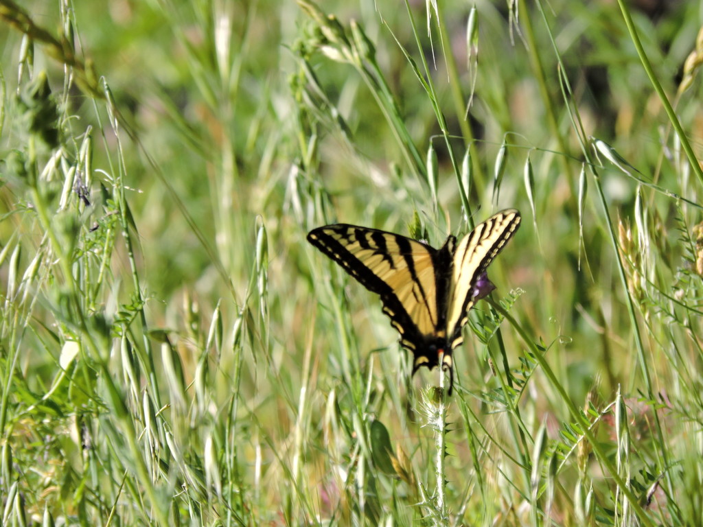 Western TIger Swallowtail