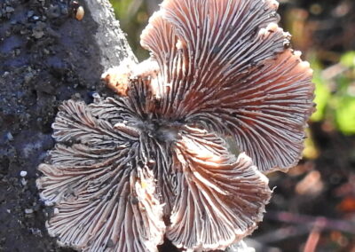 Splitgill Mushroom