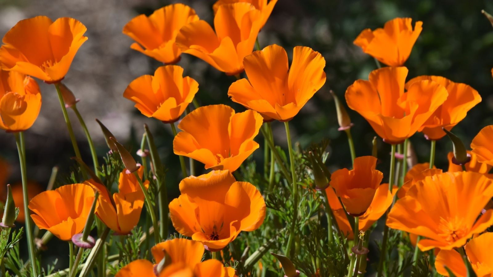 Eschscholzia-californica-open-domain-UV7ndD