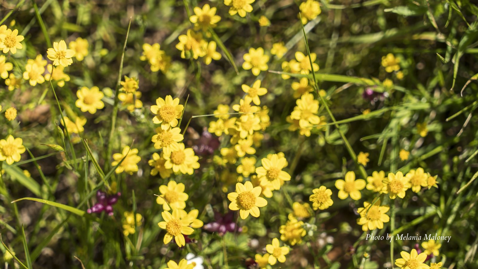 2024-04-20-ranunculus-by-Melania-Maloney-gQUYxd