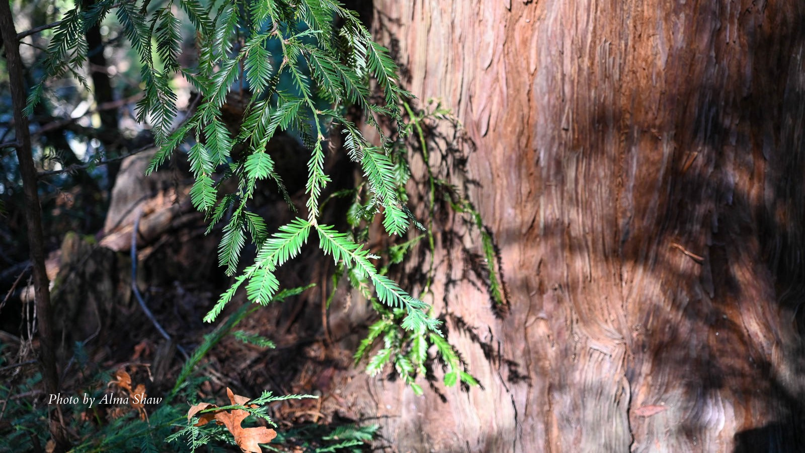 2025-12-04-redwood-by-Alma-Shaw-af2HuX