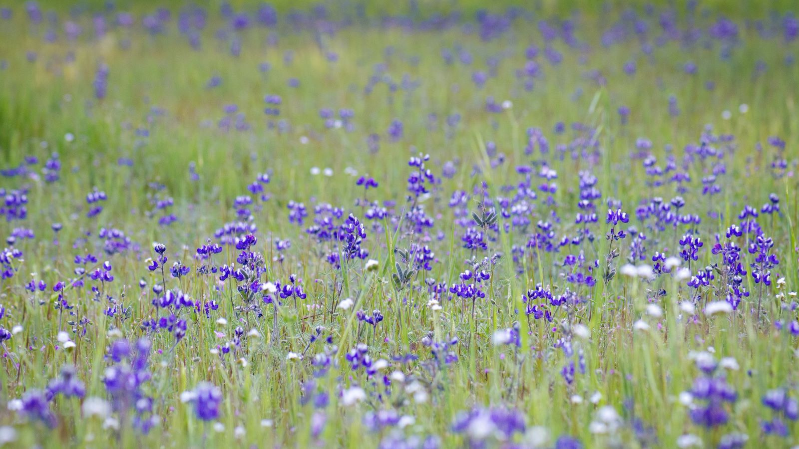 2018-04-07-lupines-by-Alma-Shaw-1jy6dD